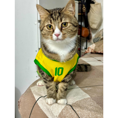 Brazil fan 3