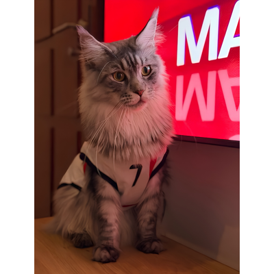 England fan 5