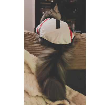 England fan 4