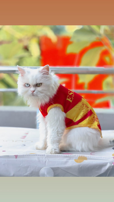 Spain fan 5