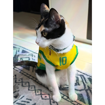 Brazil fan 4