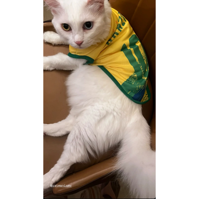Brazil fan 6