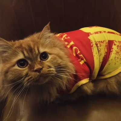 Spain fan 2