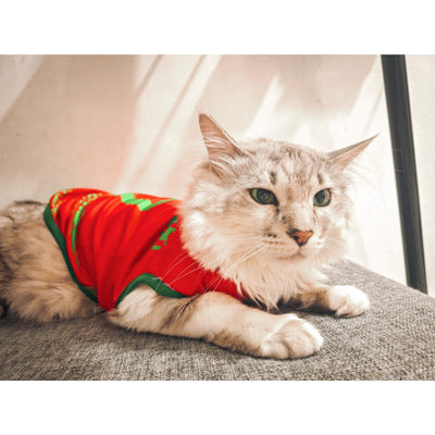 Portugal fan 2