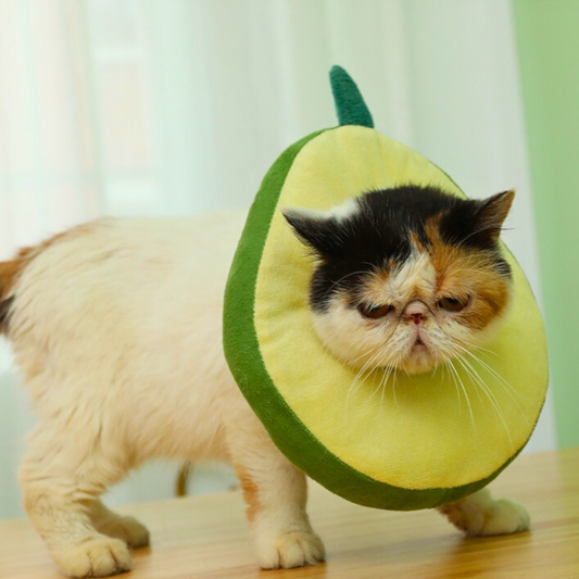 UNBRANDED PICKS Premium Donuts - for cats