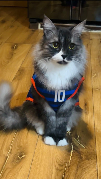 France fan 2