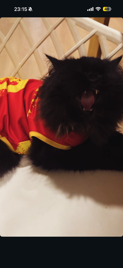 Spain fan 6