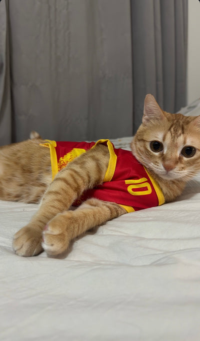 Spain fan 4