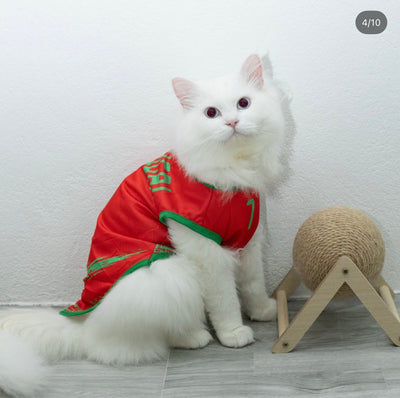Portugal fan 5