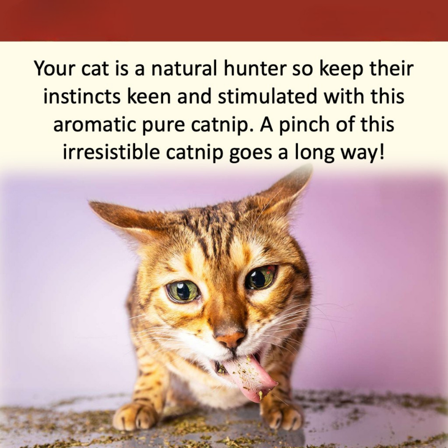 NANOVET+ Premium Catnip Leaves (48gm) - for cats