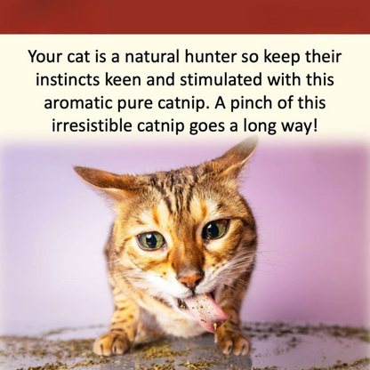 NANOVET+ Premium Catnip Leaves (48gm) - for cats