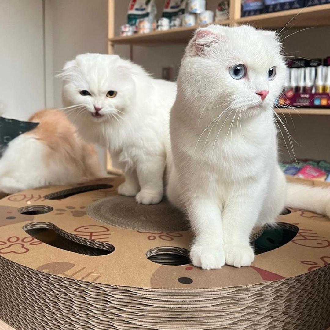 CATMANIA Purrfect Play Wheel - for cats