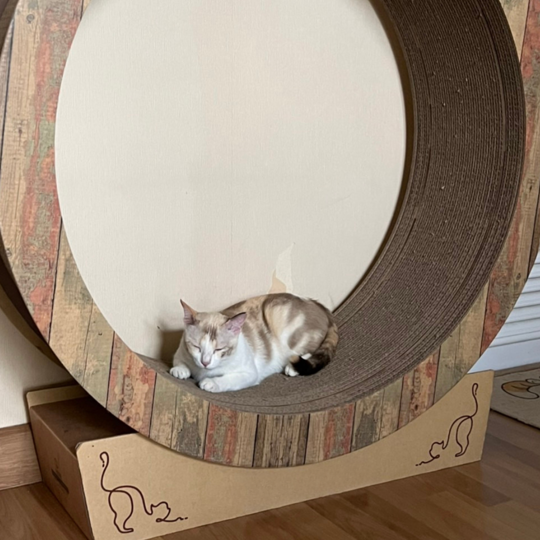 CATMANIA Whisker Wheel - for cats