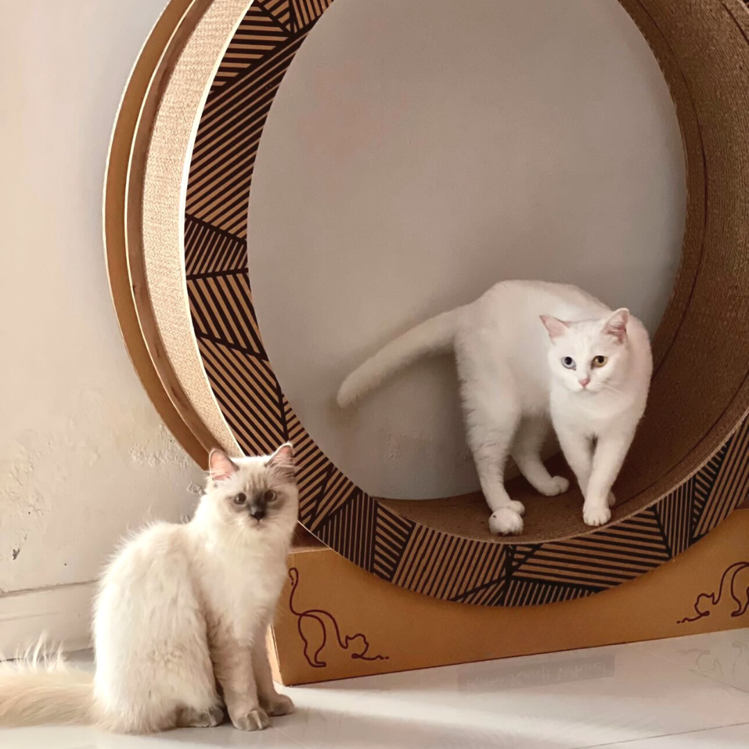 CATMANIA Whisker Wheel - for cats
