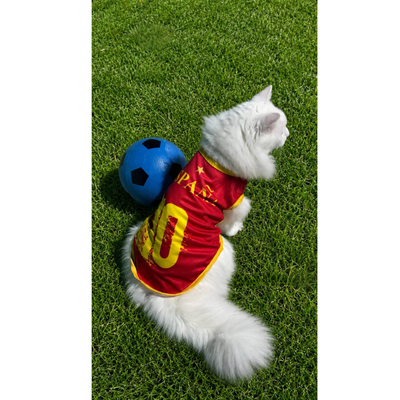Spain fan 1